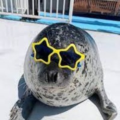seal with glasses