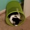 trash can cat sama