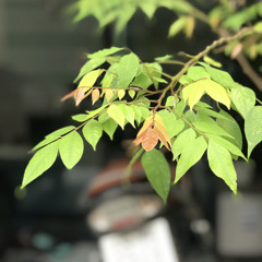 Trí Ninh
