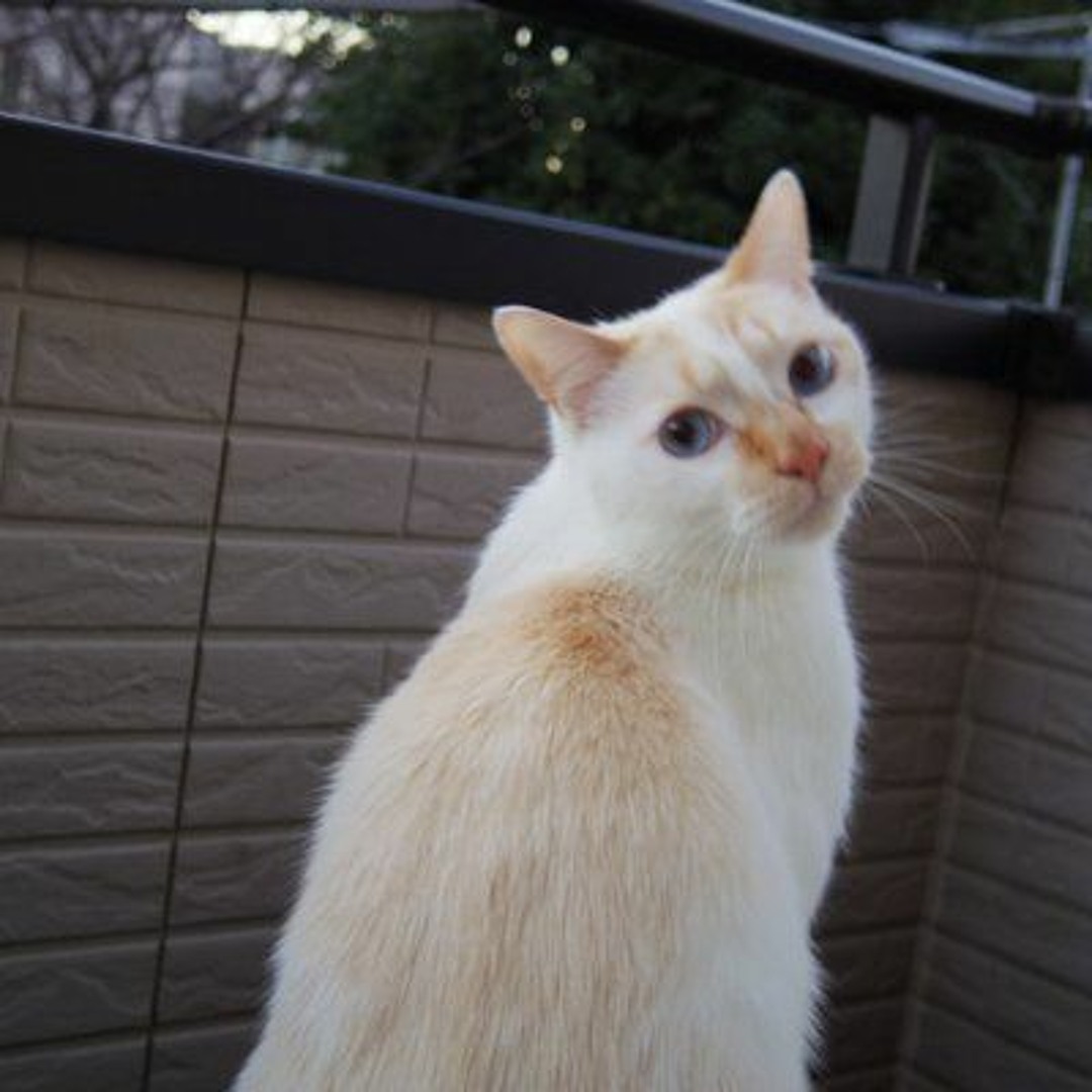 Stream sikawalk music | Listen to songs, albums, playlists