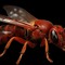 RED WASP