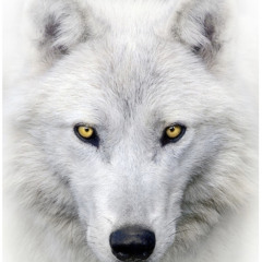 * ｙｅｌｕｏｓ* 🐺