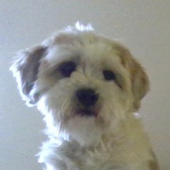 Owen