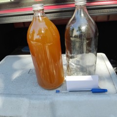 Salo Kombucha