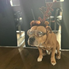 sundhund