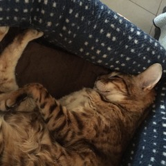 Dominium Primus Meum