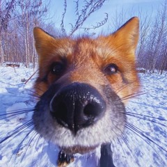 RexxiFox