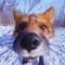 RexxiFox