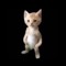 Arshad -