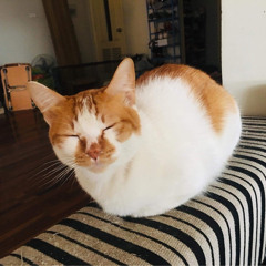 Phong Trịnh Đức