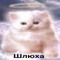 Александер яйца