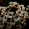 Alyssum