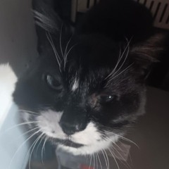 Soraxx Alevi (The cat 24)