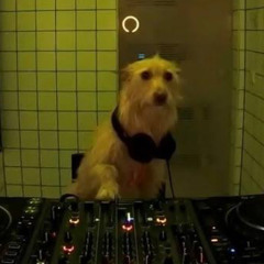 Bono_the_dog21