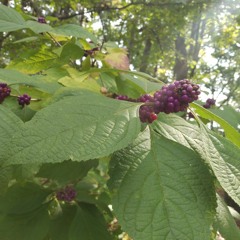 VeryBerry