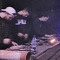 Darbass [live]