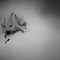Snow Fox