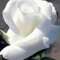 Eman Eqladious
