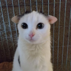 DAPI