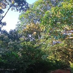 lingza