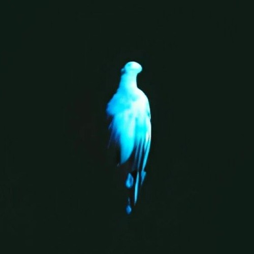 Bird’s avatar