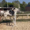 Apolline