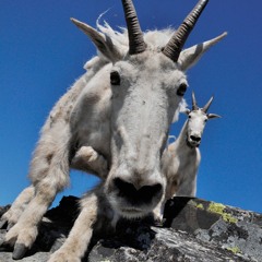 The Fabulous Goats