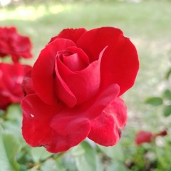 Hiba