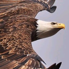 Twentyone eagles