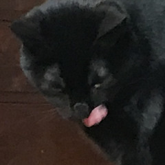 LDXZ