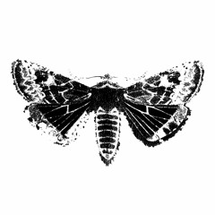 La Danza de las Polillas