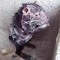 cleanest rat