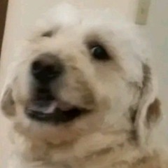 apollothedoge