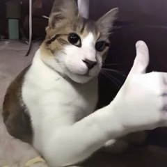 CoolKatz!