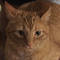 caleb