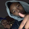 shaun Gzz