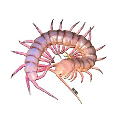 fyenals