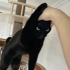거대돌고래