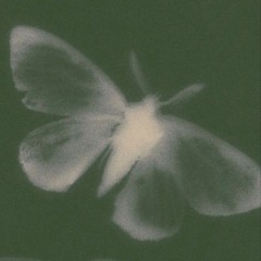 mariposa