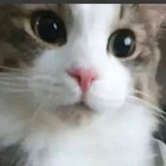 ilovecrazycats