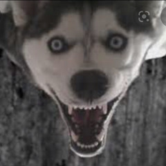 Stream HAPPY DOG music Listen to songs albums playlists for