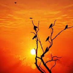 Seyed Sajjad HashemiNejad