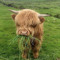 lil grass cow 💕💕