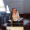 Jule