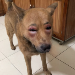 hì