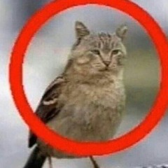 ✨💖No. 1 Ed Sheeran Fan💖✨