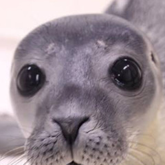 sparkyseal