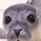 sparkyseal