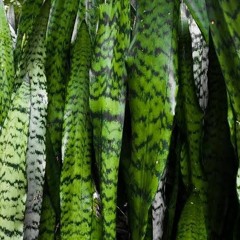 SnapInsta.io - 528 hz + 639 hz _ Music to Attract Money, Love and Abundance with Quantum Waves (128