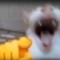 king speed